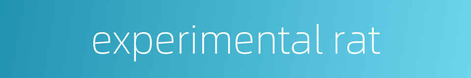 experimental rat的同义词