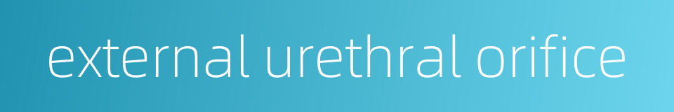 external urethral orifice的同义词