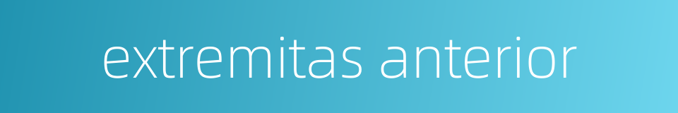 extremitas anterior的同义词