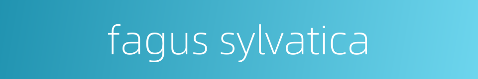 fagus sylvatica的同义词