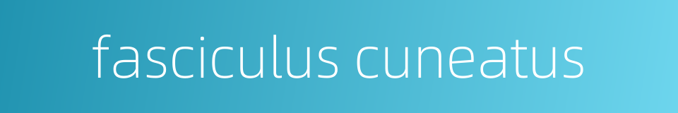 fasciculus cuneatus的同义词