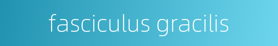 fasciculus gracilis的同义词