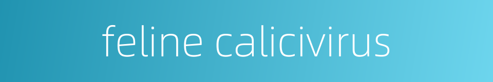 feline calicivirus的同义词