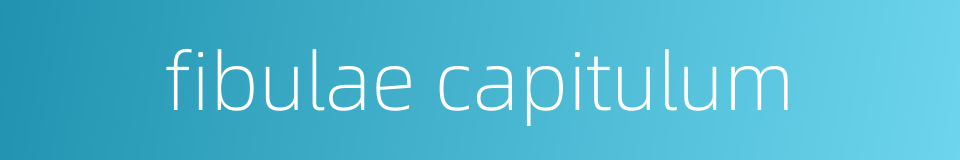 fibulae capitulum的同义词