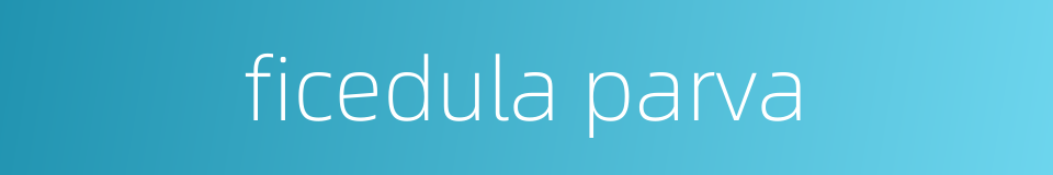 ficedula parva的同义词