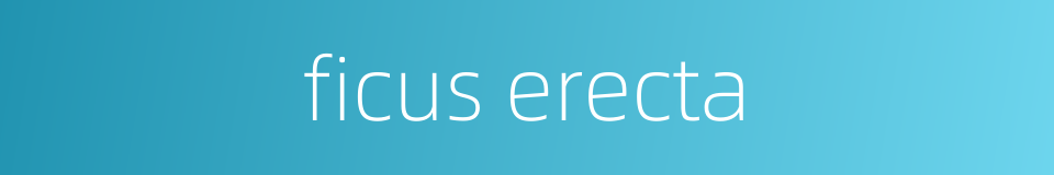 ficus erecta的同义词