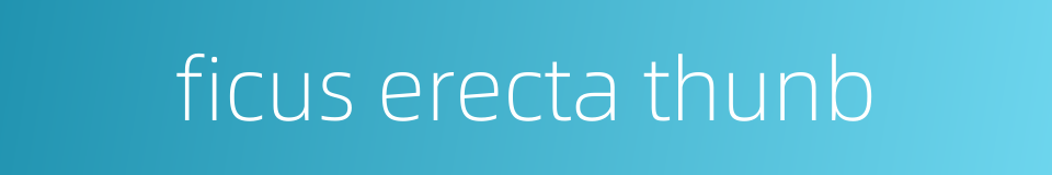 ficus erecta thunb的同义词
