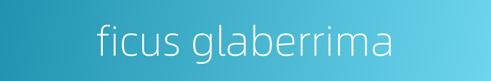 ficus glaberrima的同义词
