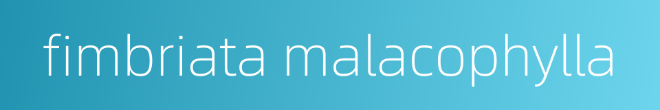 fimbriata malacophylla的同义词
