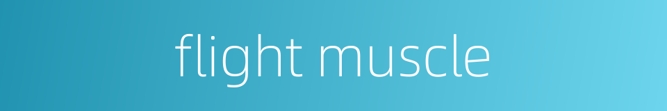 flight muscle的同义词