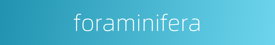 foraminifera的同义词