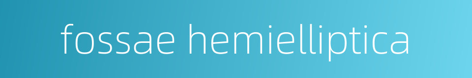 fossae hemielliptica的同义词