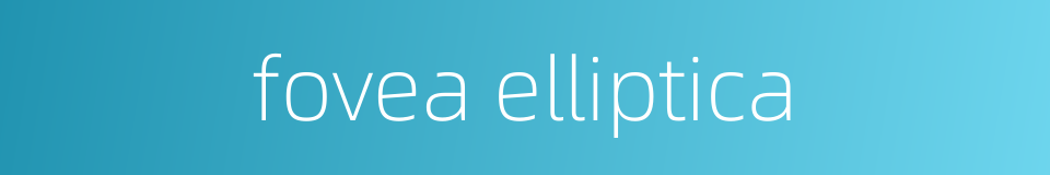 fovea elliptica的同义词