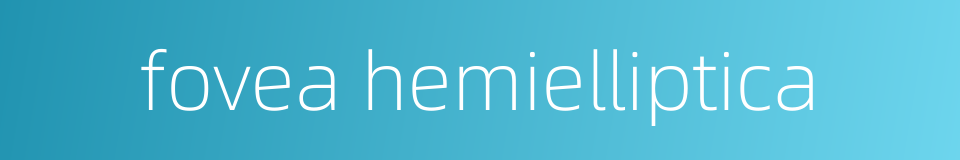 fovea hemielliptica的同义词