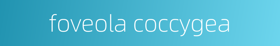 foveola coccygea的同义词