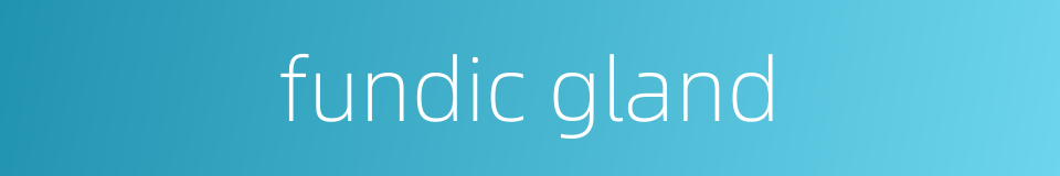 fundic gland的同义词