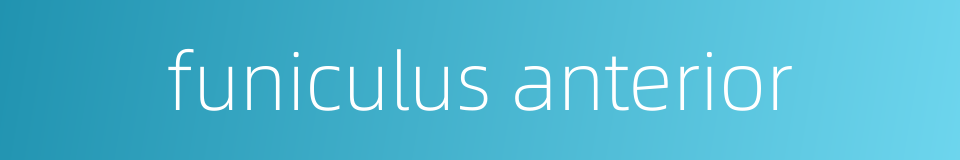 funiculus anterior的同义词