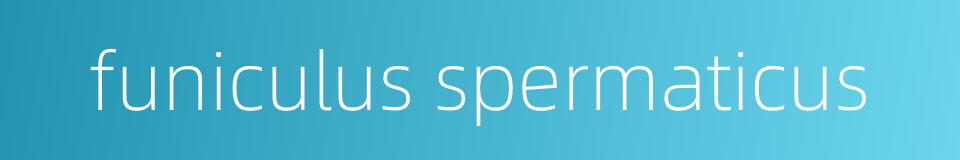 funiculus spermaticus的同义词