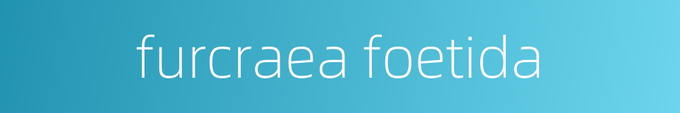 furcraea foetida的同义词