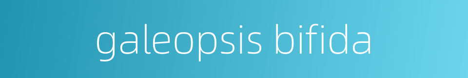 galeopsis bifida的同义词