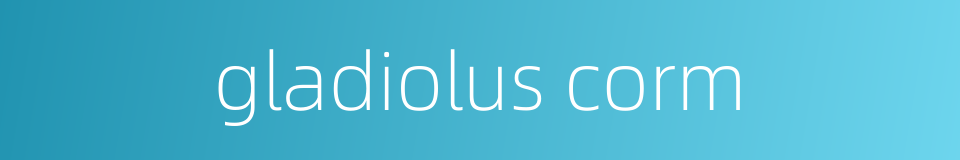 gladiolus corm的同义词