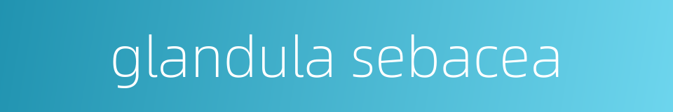 glandula sebacea的同义词