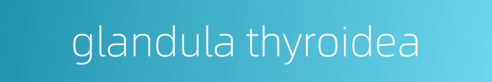glandula thyroidea的同义词