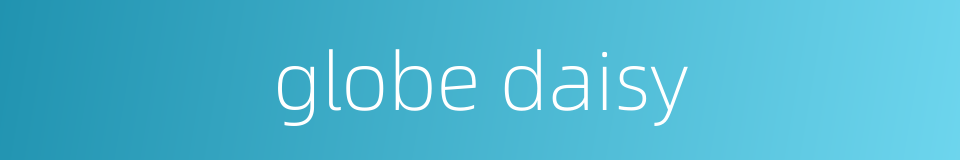 globe daisy的同义词