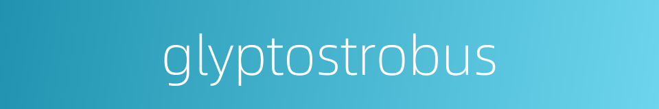 glyptostrobus的同义词