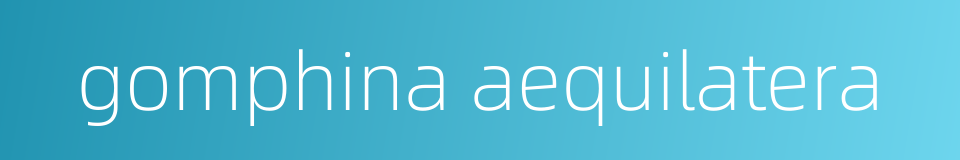gomphina aequilatera的同义词