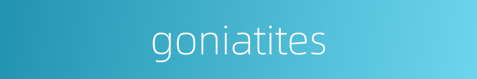 goniatites的同义词