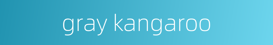 gray kangaroo的同义词