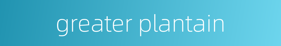 greater plantain的同义词
