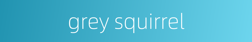grey squirrel的同义词
