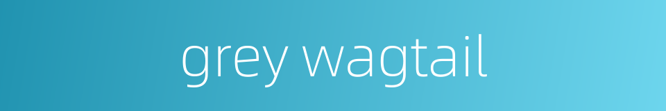 grey wagtail的同义词