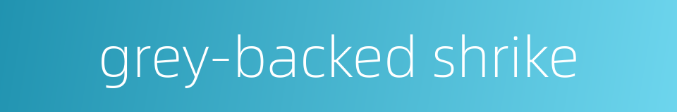 grey-backed shrike的同义词