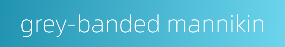 grey-banded mannikin的同义词