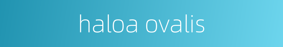 haloa ovalis的同义词