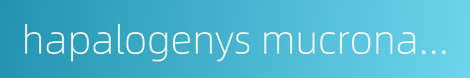 hapalogenys mucronatus的同义词