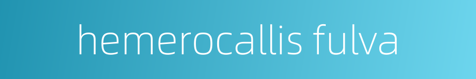 hemerocallis fulva的同义词