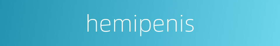 hemipenis的同义词