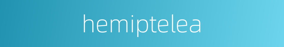 hemiptelea的同义词