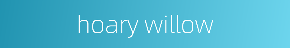 hoary willow的同义词
