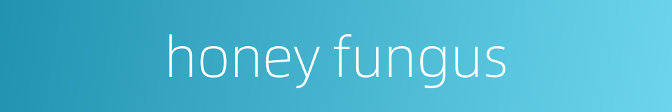 honey fungus的同义词