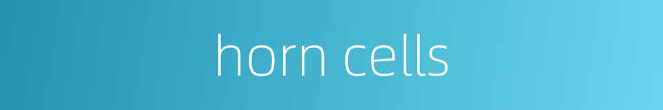 horn cells的同义词