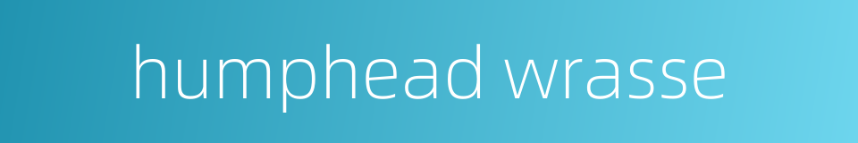 humphead wrasse的同义词