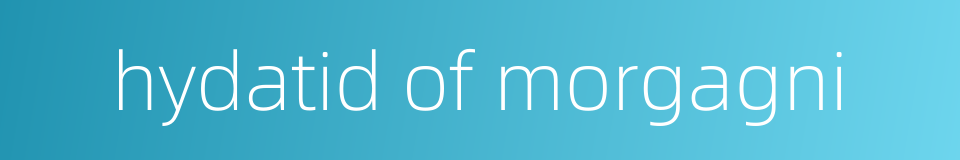 hydatid of morgagni的同义词