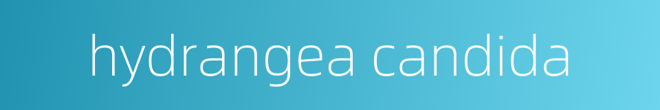 hydrangea candida的同义词