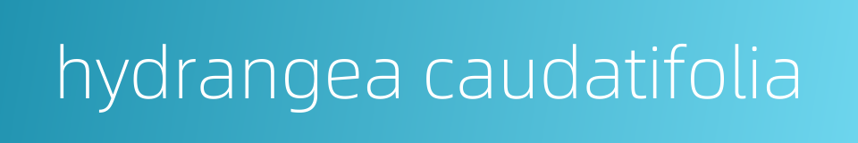 hydrangea caudatifolia的同义词