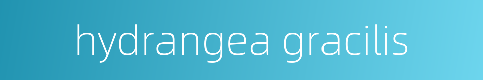 hydrangea gracilis的同义词